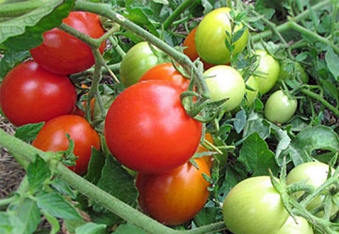 buissons de tomates irishka