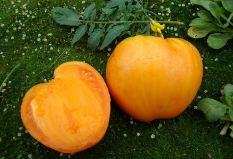 tomato honey giant in the garden