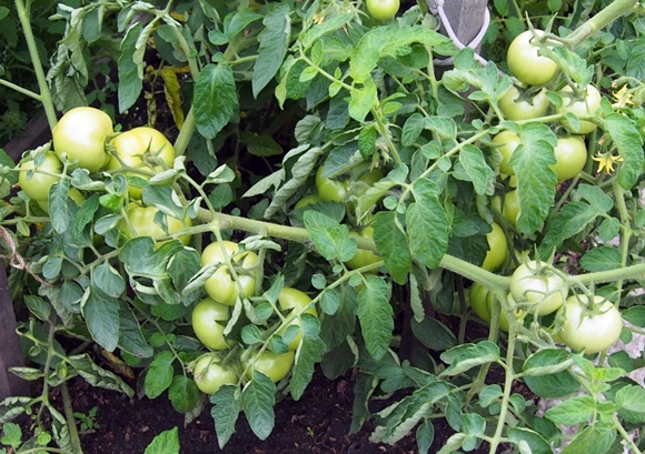 buissons verts de tomate Anastasia