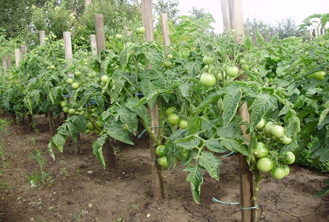 tomates dans le jardin