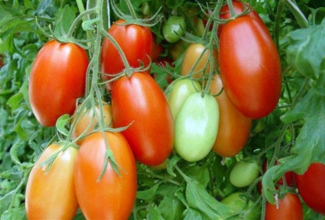 Roma tomato in the garden