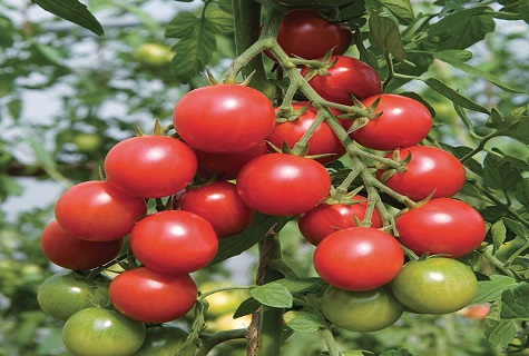 ripe tomato