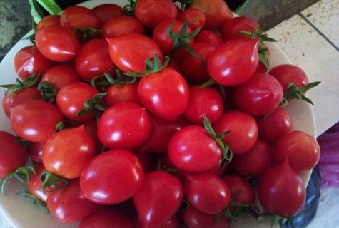 Characteristics and description of the tomato variety Sweet kiss, its yield