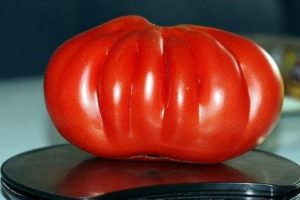 Ciri-ciri dan perihalan varieti tomato Seratus paun, hasilnya