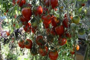 Características y descripción de la variedad de tomate Tarasenko jubilee, su rendimiento.