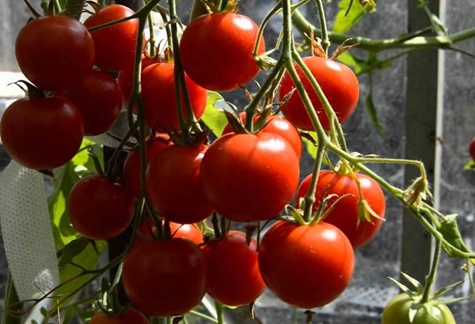 tomato merah penjaga merah