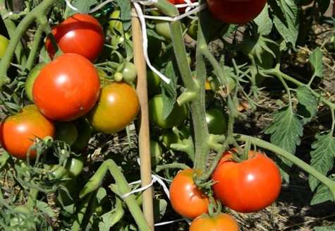 Début de la tomate de l'Oural dans le jardin