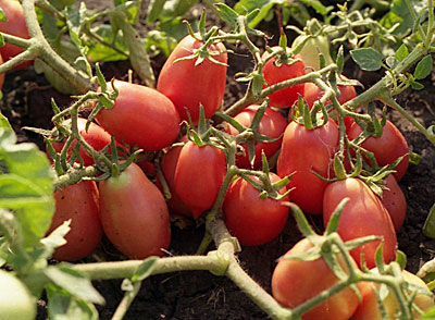 menanam tomato