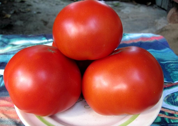 penampilan tomato Merah merah F1