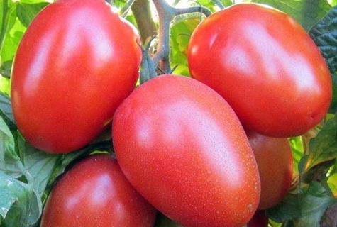 Tomate Roma en campo abierto