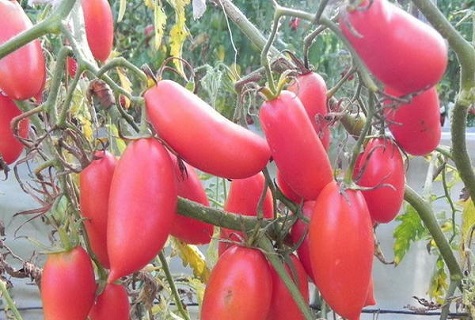 ripe tomato