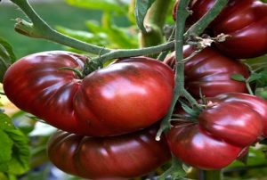 Ciri-ciri dan keterangan mengenai varieti tomato Rom, hasilnya