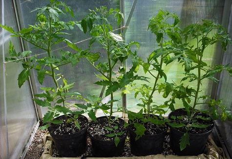 tomato bushes Curiosity