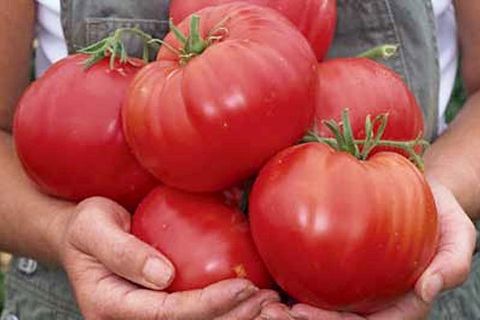 tomatoes harvest