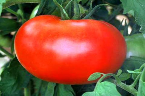 tomate fruit