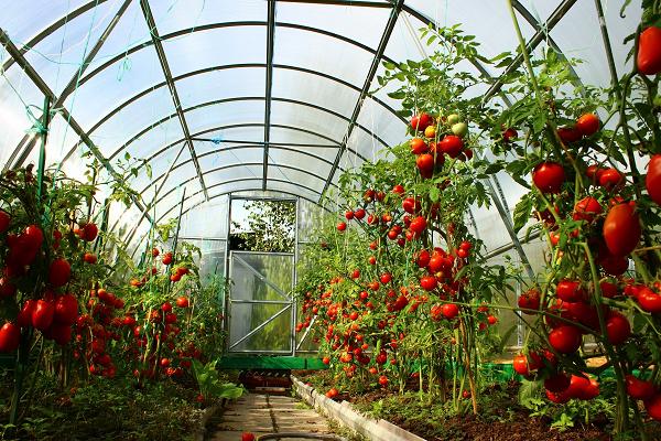 Tomates Sugar Nastasya dans la serre