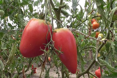 tomato cultivation