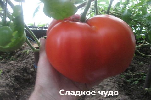 kind of tomato sweet miracle