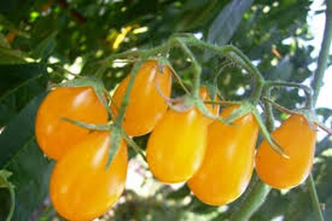 varieti tomato