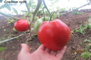 Characteristics and description of the tomato variety Sweet miracle, its yield