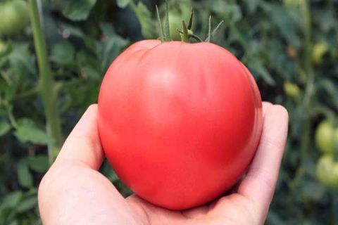 tomato varieties