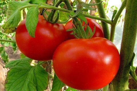 tomatoes on a branch