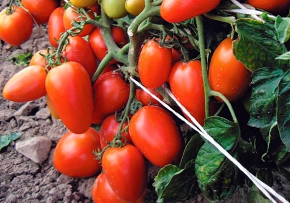 tomato beginner in the garden