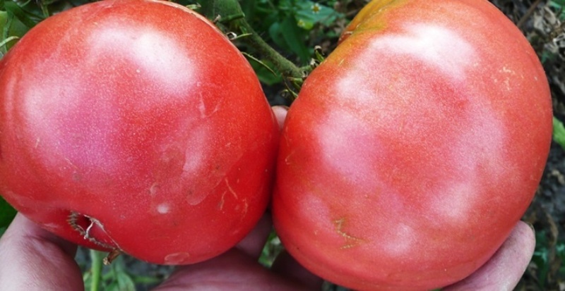 tomato besar