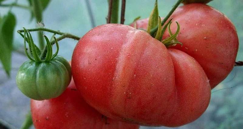 growing tomato