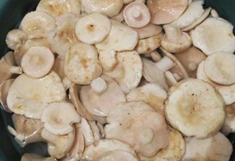 le processus de marinage des champignons de lait grince