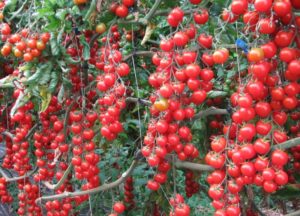 Características y descripción de la variedad de tomate cherry Rojo cereza, su rendimiento