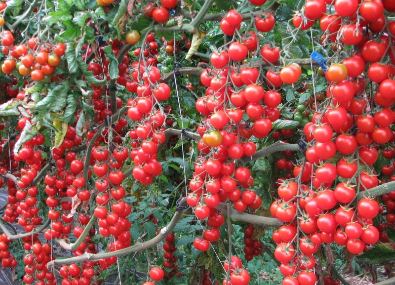 ovario de tomate