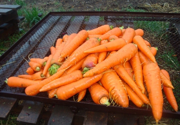 zanahorias callisto