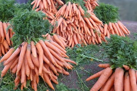 variétés de carottes