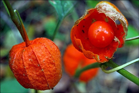 Physalis zelenina