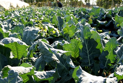 broccoli in the garden