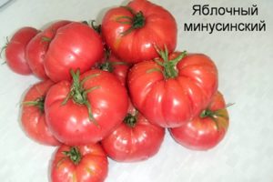 Características y descripción de las variedades productivas de tomates minusinsk.