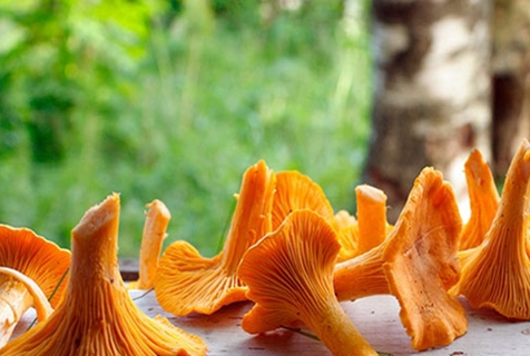 séchage des chanterelles sur le rebord de la fenêtre