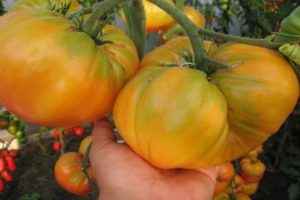 Ciri-ciri dan keterangan ragam tomato Raksasa kuning