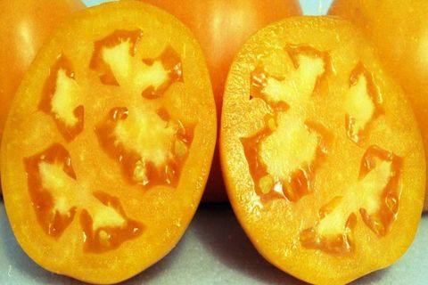 raksasa tomato