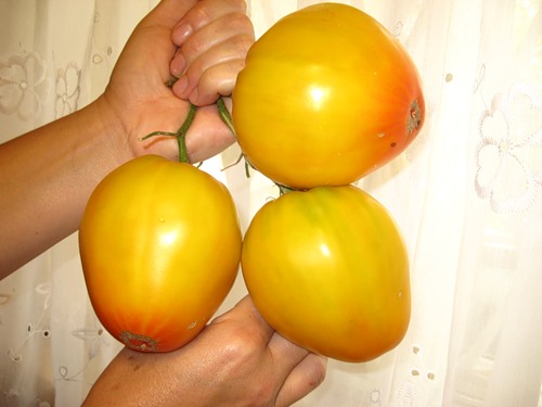 growing tomato