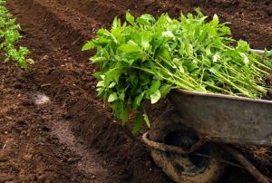 Cómo cultivar y cuidar adecuadamente los tomates en un invernadero.