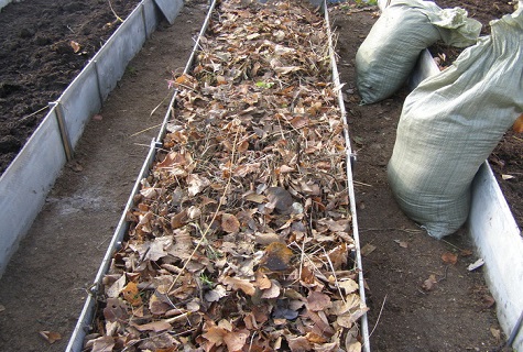 greenhouse cleaning