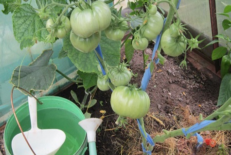 fertilitzants per a la maduració