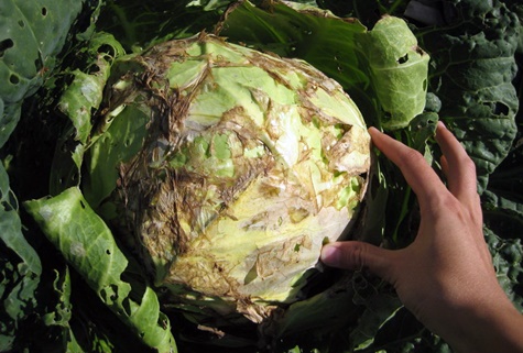 sick cabbage disease