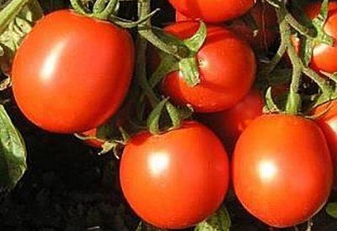 tomate loin au nord dans le jardin