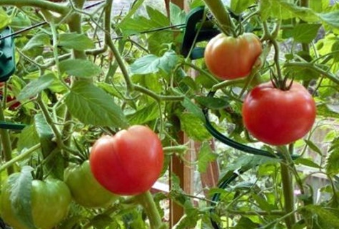 tomato bushes ground mushroom