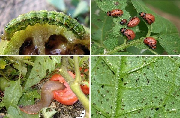 tomato pests