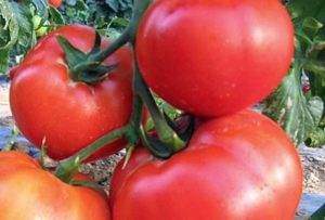 Caractéristiques et description de la variété de tomate King of large