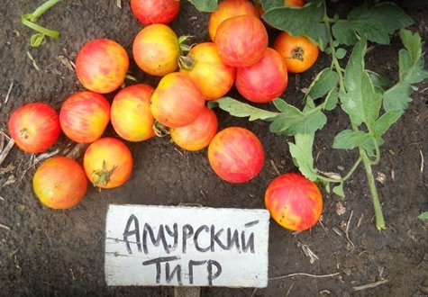 Tomate tigre de Amur en el jardín